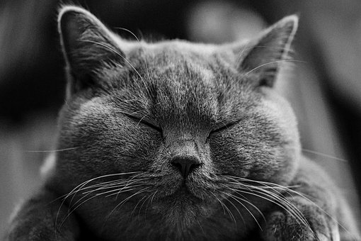 cat-1634369__340